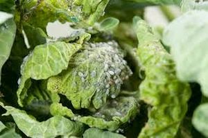 uploads/images/pest/cabbage aphids.jpg